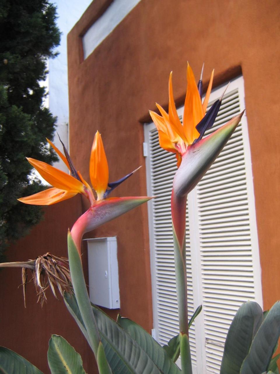 Rose Lodge Città del Capo Esterno foto